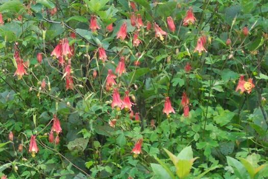 تاج ‌الملوک کانادایی